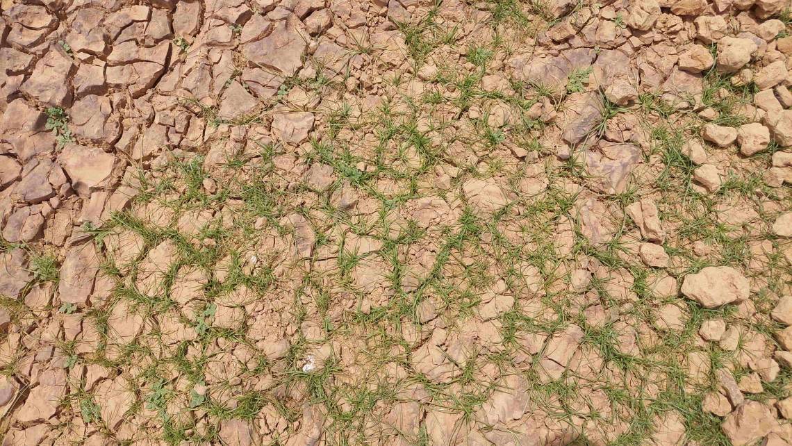 L&#039;adaptation au dérèglement climatique vue du Niger par Studio Kalangou, avant la COP 26