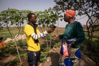 Ibrahima Sory Diallo, a journalist with the Association des Journalistes Scientifiques de Guinée, interviews a woman in a vegetable garden in the Dogbéré district of Dubréka, 2022.